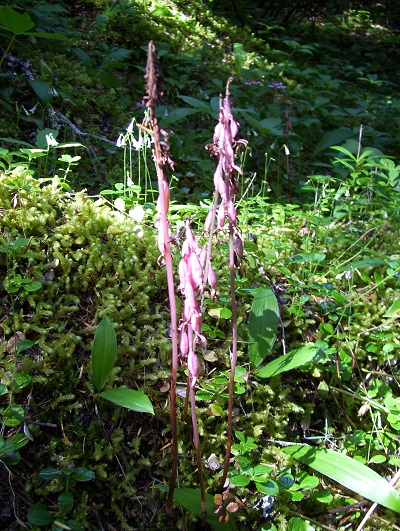 Indian Pipe.